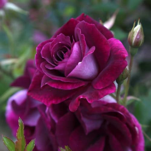 Heirloom Shrub Roses, Live Own Root Plant, Burgundy Iceberg™ by HeirloomRoses
