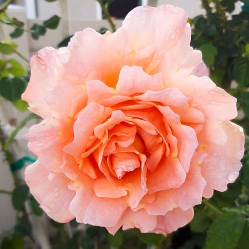 Heirloom Climbing Roses, Live Own Root Plant, Polka® by HeirloomRoses