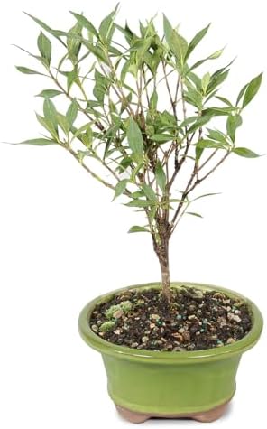 Brussel's Live Gardenia Outdoor Bonsai Tree - 6 Years Old; 8" to 10" Tall with Decorative Container (Not Sold in Arizona) - Image 2