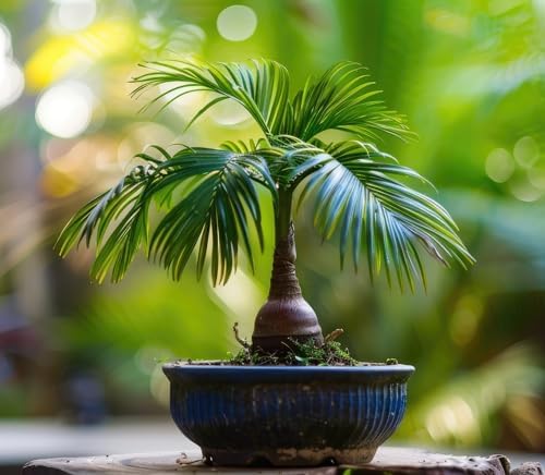 5 Money Palm Bonsai Tree Seeds - Does Well Indoors Sago Palm by CZGrain