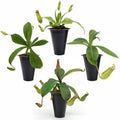 Pitcher Plant Nepenthes Gaya (4 Pack) Rare Nephentes Live Plants-Carnivorous Insect Eating Plant, Indoor Tropical Houseplant, Easy Care Pitcher Plant Live, Starter Size Carnivorous Plant for Indoor by FamPlants