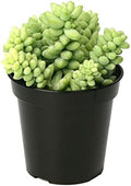 Altman Plants, 3.5" Donkey Tail Succulent Plants Live Succulents Plants Live Indoor Plants Live Houseplants Live Indoor House Plants Indoors Live Plants Indoor, Outdoor Plants Live Succulent Plants by AltmanPlants