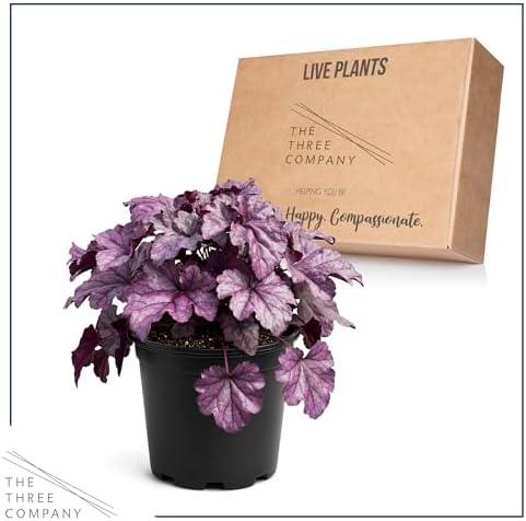 Heuchera (Coral Bells) - Shades of Purple, Live Shade Perennial, 10" Tall by 6" Wide in 2 Qt Pot - Image 5