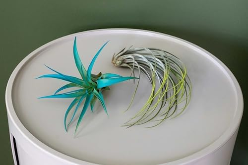 Purple Colorful Tillandsia Air Plants - Long Lasting Color Enhanced Live Tillandsia Succulent House Plants - Home and Garden Decor - Easy Care Indoor and Outdoor (Mini Xerographica, Pack of 3) - Image 6