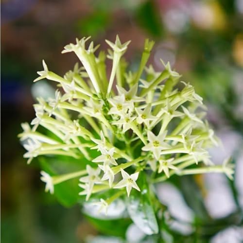 Night Jasmine Fragrant Flowering - 4 x 2 inch Bags - Image 6