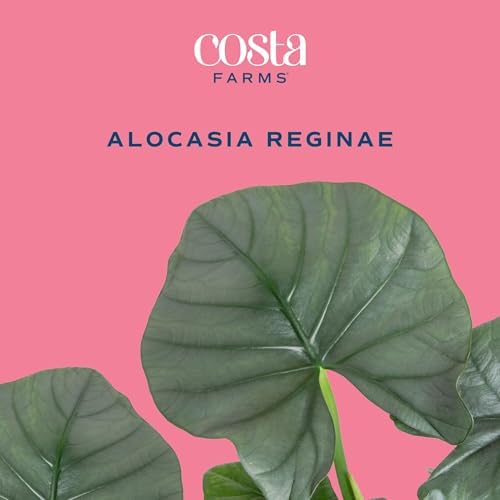 Costa Farms Alocasia, Live Indoor Plant, Easy Care, Home Decor - Image 3