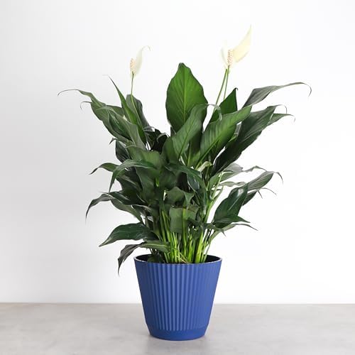 Live Peace Lily Plant, Spathiphyllum, Low Light, Easy to Grow, 6" Pot - Image 2