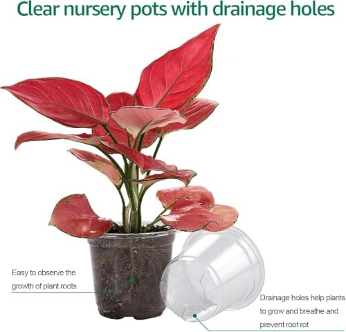 Bluepro Clear Nursery Pots with Humidity Domes, 4 Inch, 30-Pack - Image 5
