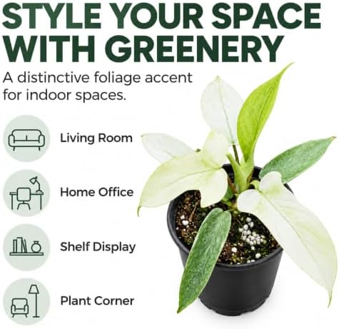 Philodendron Florida Ghost Live Plant - Rare Indoor Foliage House Plant - Image 5