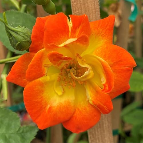 Climbing Rose Plant Live, Multi-Colors Rose Plant, 5-9 Inch Tall - Image 7