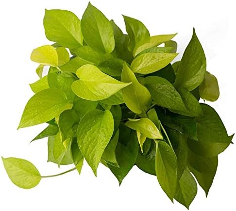 American Plant Exchange Neon Pothos – Live 6-Inch Potted Climbing Vine, Easy-Care Air Purifying Houseplant, Fast-Growing Indoor Plant for Home, Office, Bedroom, Living Room & Indoor Jungle Décor - Image 2
