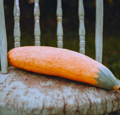North Georgia Candy Roaster Seeds - 60+ Count - for 2026 Planting Georgia Pumpkin Pink Banana Winter Squash Plymouth Rock Garden Non-GMO Heirloom Vegetable Grow Your Own Home Farm - Image 3