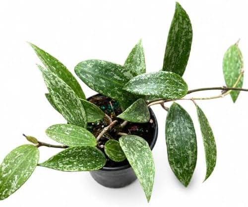 Hoya Latifolia Rangsan Splash Live Plant | Hoya Cuttings Starter Plants by NYCitySucculents