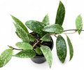 Hoya Latifolia Rangsan Splash Live Plant | Hoya Cuttings Starter Plants by NYCitySucculents