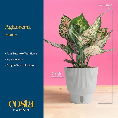 Costa Farms Chinese Evergreen, Live Indoor Plant, Easy Care, Home Decor - Image 3