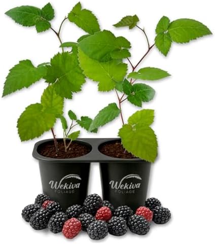 Prime Ark Traveler BlackBerry Plant - 2 Live Starter Plants - Rubus - Edible Fruit Bearing Bush for Patio and Garden by WekivaFoliage