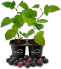 Prime Ark Traveler BlackBerry Plant - 2 Live Starter Plants - Rubus - Edible Fruit Bearing Bush for Patio and Garden by WekivaFoliage