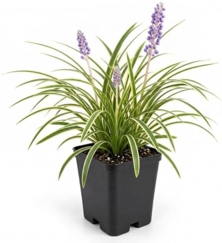 18 Pack - Liriope 'Variegated' Grass - Image 2