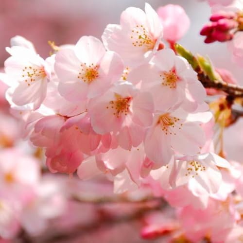Light Pink Cherry Blossom Tree, Ornamental Plant Live, 6-12" Tall, in Pot by Unknown
