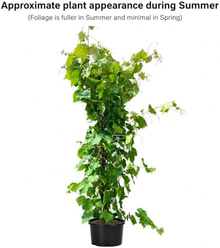 Carlos Muscadine Grape Vine - 28-36" Tall Live Plant - 2 Gallon Pot - Image 2