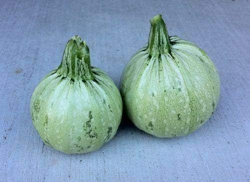 Summer Squash Seeds - 'Round Zucchini' Unusual!!! TASTY!!!!!!!!!(300 - Seeds) by Unknown