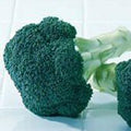 Green Magic Broccoli Seeds, 100 Seeds by Unknown