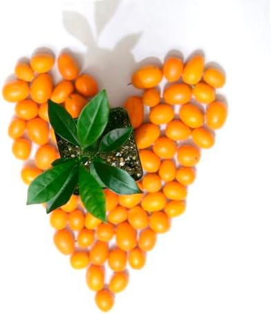 Kumquat Tree Starter Plant. Fortunella Margarita. 3" - 5" - Image 4