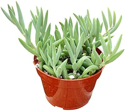 Live Succulent 4" String of Bananas, Succulents Plants Live, Succulent Plants Fully Rooted, Rare House Plant for Home Office Decoration, DIY Projects, Party Favor Gift By The Succulent Cult - Image 2