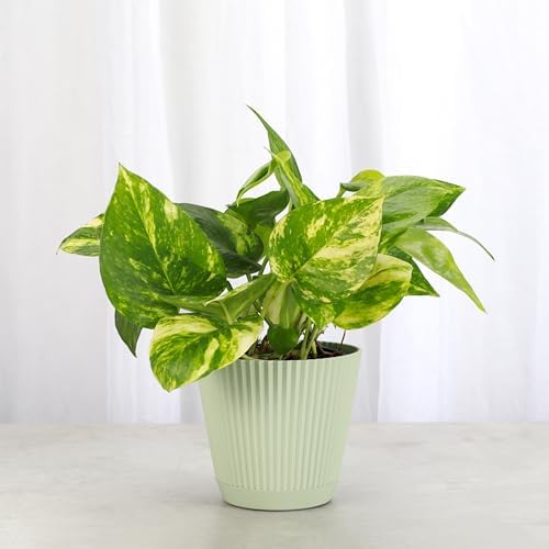 Live Golden Pothos, Indoor Vining Plant, Easy to Grow, 4" Pot - Image 4