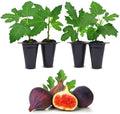 Violette de Bordeaux Fig Trees Live Plants – Set of 4 Starter Fig Plants – Compact, High-Yielding Variety with Rich, Sweet Fruit – Ideal for Containers and Small Gardens – Cold Hardy and Easy to Grow by FamPlants