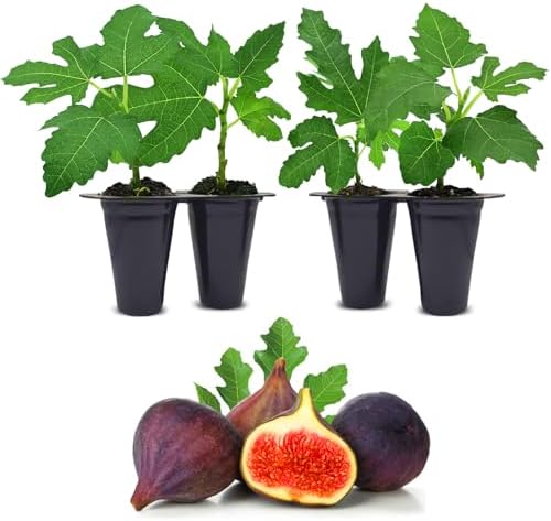 Fig Tree Violette de Bordeaux Live for Sale (4 Pack) | Easy to Grow Plants | Edible Fruit Plant for Sustainable Living | Grow Your own Food on Your Edible Organic Garden| Live for Planting| No Seeds by FamPlants