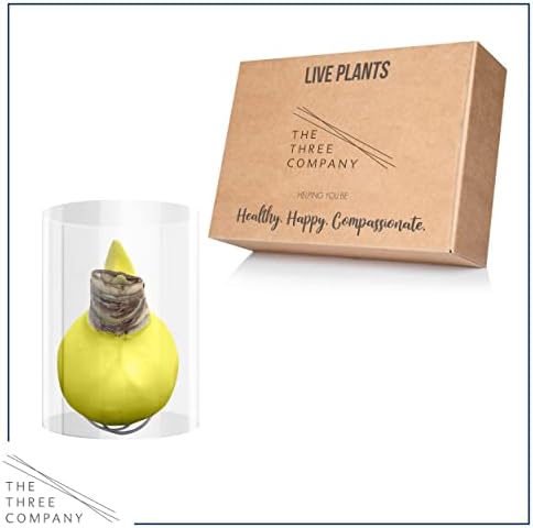 Waxed Amaryllis Bulb - Yellow Wax, White Blooms - Easy Care - No Watering Needed! Beautiful Spring Décor - Image 6
