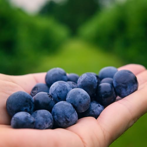 Northern Highbush Blueberry Live Plant, Blueberry Bushes, 4-7 Inch Tall - Image 7