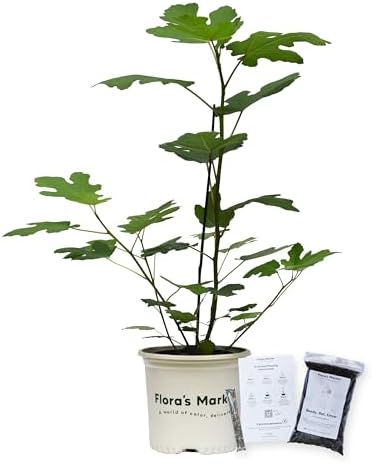 Chicago Hardy Fig - Includes Planting Kit (1 Gallon) by FlorasMarket