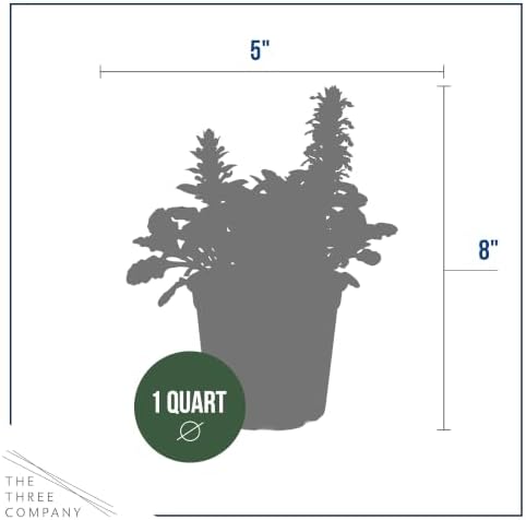 Ajuga (2 Pack) - Live Flowering Ground Cover Perennial, 8" Tall by 5" Wide in 1 Qt Pot - Image 4