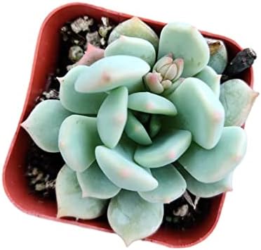 Live Succulent Cactus Plants from USKC (2" Pot) (Echeveria Moonglow) - Image 3