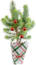 Costa Farms Stone Pine, Small Live Indoor Christmas Tree, 10-12 In. Tall by Unknown