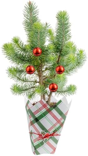 Costa Farms Stone Pine, Small Live Indoor Christmas Tree, 10-12 In. Tall by Unknown