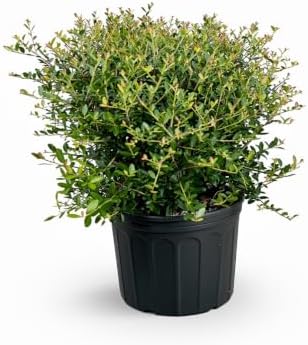 Dwarf Yaupon Holly Shrub, Live Plant, 1 Gallon Container Size, Evergreen Ornamental Bush by RogersPlantNursery
