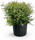 Dwarf Yaupon Holly Shrub, Live Plant, 1 or 3 Gallon Container Size, Evergreen Ornamental Bush (3-Gallon) by RogersPlantNursery
