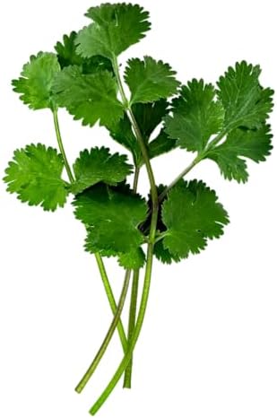 Herb Seedlings: Ready-to-Plant Seedlings, Starts, Plugs, Garden-Ready, Live Plants, Transplants, Pre-sprouted, for Soil & Hydroponic Gardens (120 seedlings) - Image 5
