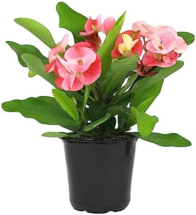 Euphorbia Crown of Thorns Plant Decor, Perennial Plants Ready to Plant, Cactus Plants Live Houseplants, Outdoor Plants Live House Plants Live Plants Indoor Plants Live Houseplants by Plants for Pets - Image 2