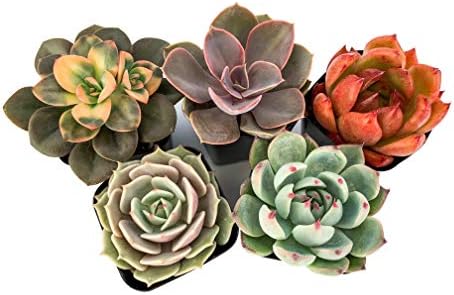 Live Succulent Plants (5 Pack Assortment), 2" Live Succulents Fully Rooted in Grower Pots, Succulent Plants Live, by The Succulent Cult - Image 3