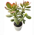 Sprout N Green Live Succulent Golden Jade with White Stripe Pot by SproutNGreen
