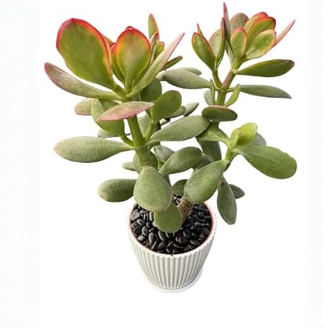 Sprout N Green Live Succulent Golden Jade with White Stripe Pot by SproutNGreen
