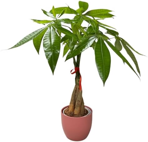 Money Tree Live Plant | 14-22 Inches Tall Bonsai | Easy to Grow Indoor Houseplant | Home, Office, or Room Decor | Birthday, Housewarming Gift (Coral) by hopewindplants