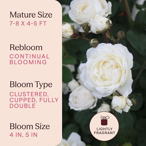 Heirloom Climbing Roses, Live Own Root Plant, Cloud 10™ - Image 6