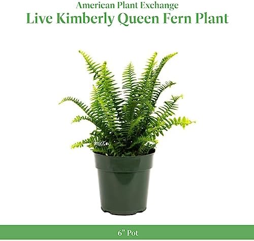 American Plant Exchange Kimberly Queen Fern – 6-Inch Pot – Live Hardy Upright Fern Houseplant, Easy Care Greenery for Home, Office, Garden, or Patio Decor - Image 2