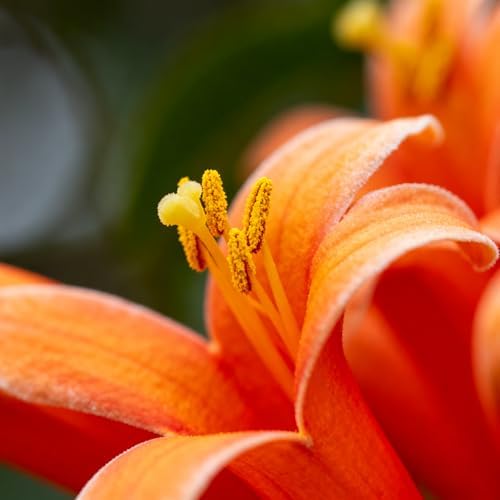 Flame Vine Plant Seeds, 100+ Climing Firecracker Vine Seeds Attracts Pollinators, Heirloom Pyrostegia Venusta Flower Seed for Garden Home Outdoor - Image 2
