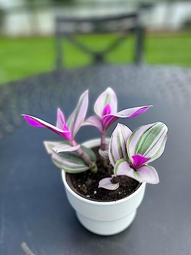 Wandering Jew Tradescantia Nanouk Lilac Live Plant - Unique Houseplants for Easy Indoor Gardens & Home Decor Gifts - Potted Tiny Houseplants 4" inch White Pot Included - Image 4